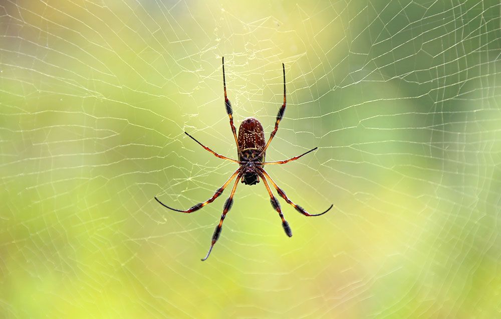 Oklahoma Spiders Identification Chart