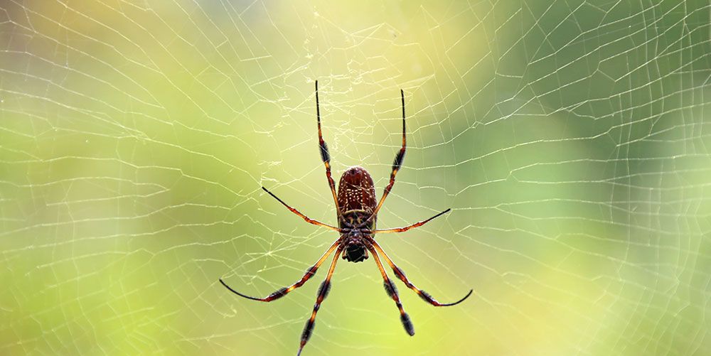 Spider Bites On Humans Images
