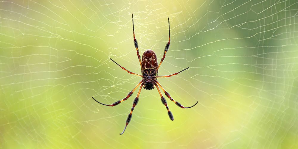 7 Spider Bite Pictures And How To Treat Symptoms