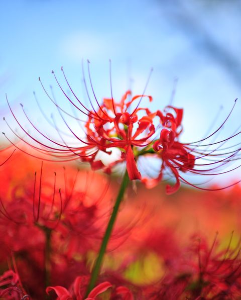 30 Best Fall Flowers to Plant - Pretty Fall Plants & Flowering Perennials