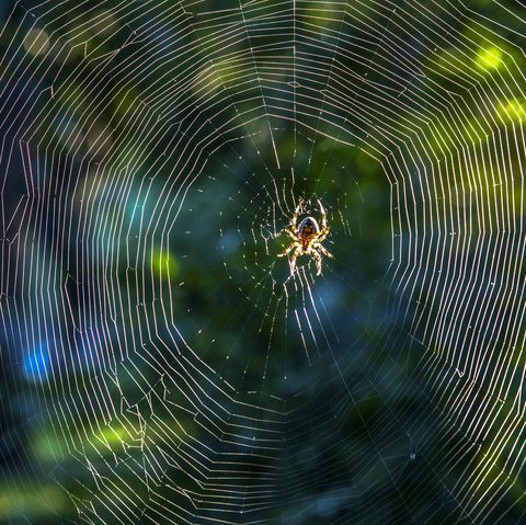 close up: spider on net in sunshine