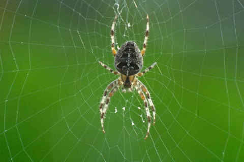 Spider on web