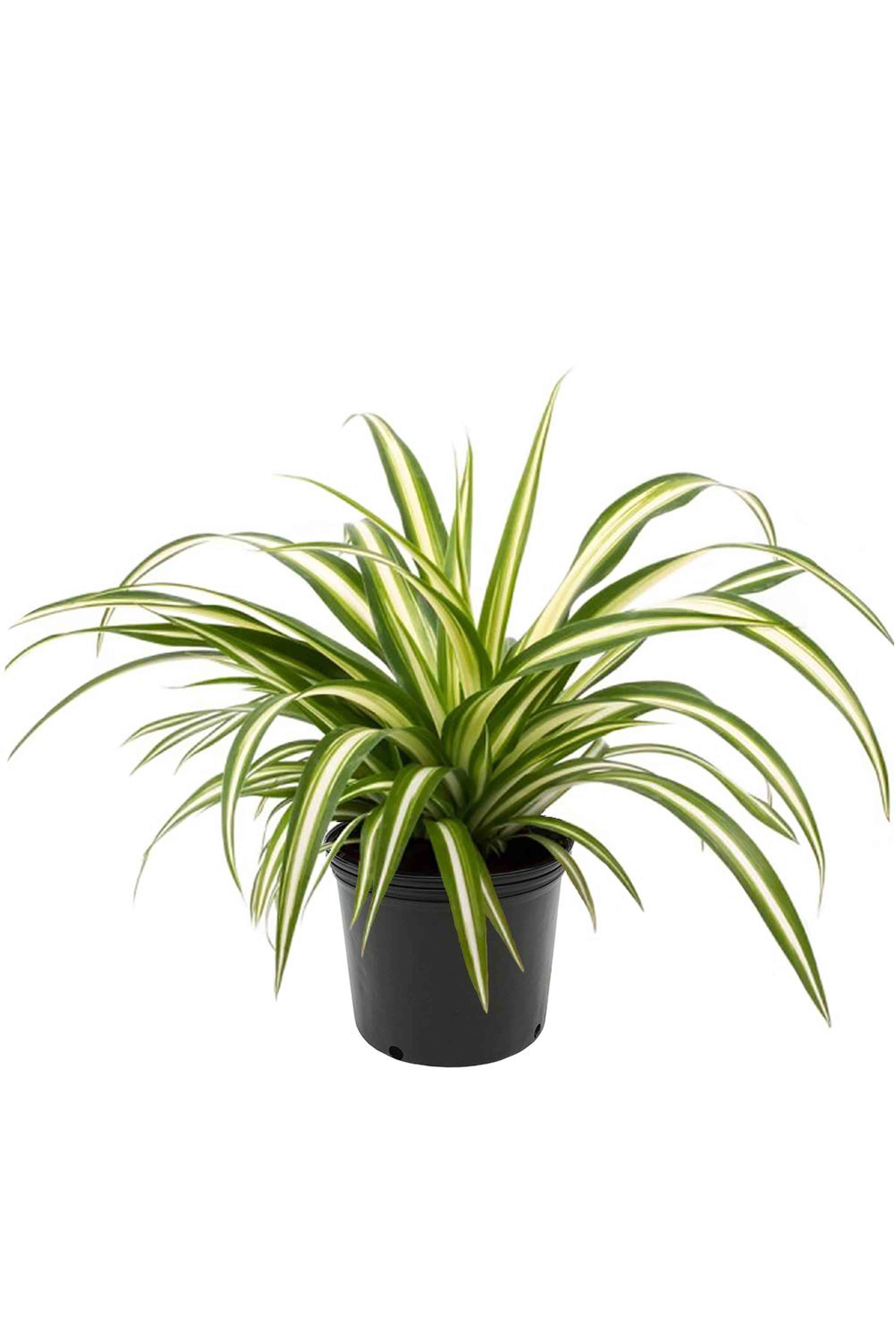 houseplants that grow in shade