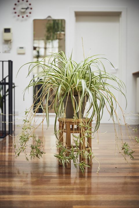Spider plant on wooden stand