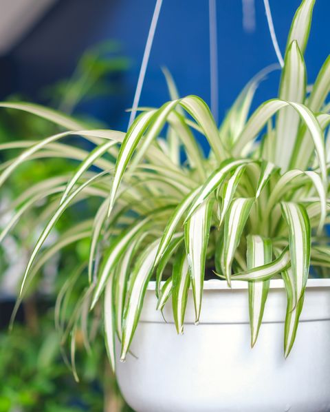 spider plant in white hanging pot