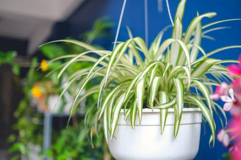 spider plant in hanging basket