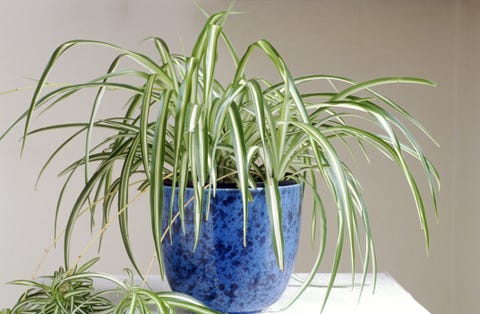 Spider Plant (Chlorophytum) in a blue pot Spider Plant (Chlorophytum) in a blue pot