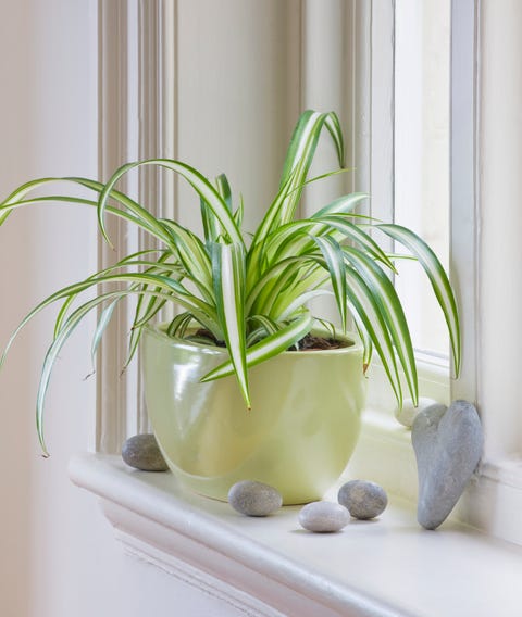 spider plant