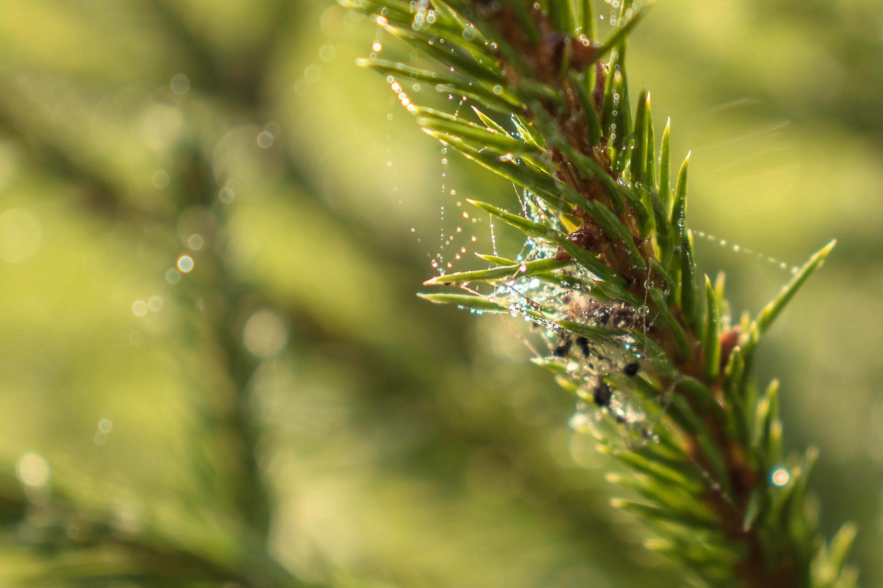 Telaraña en gotas de rocío en rama de abeto