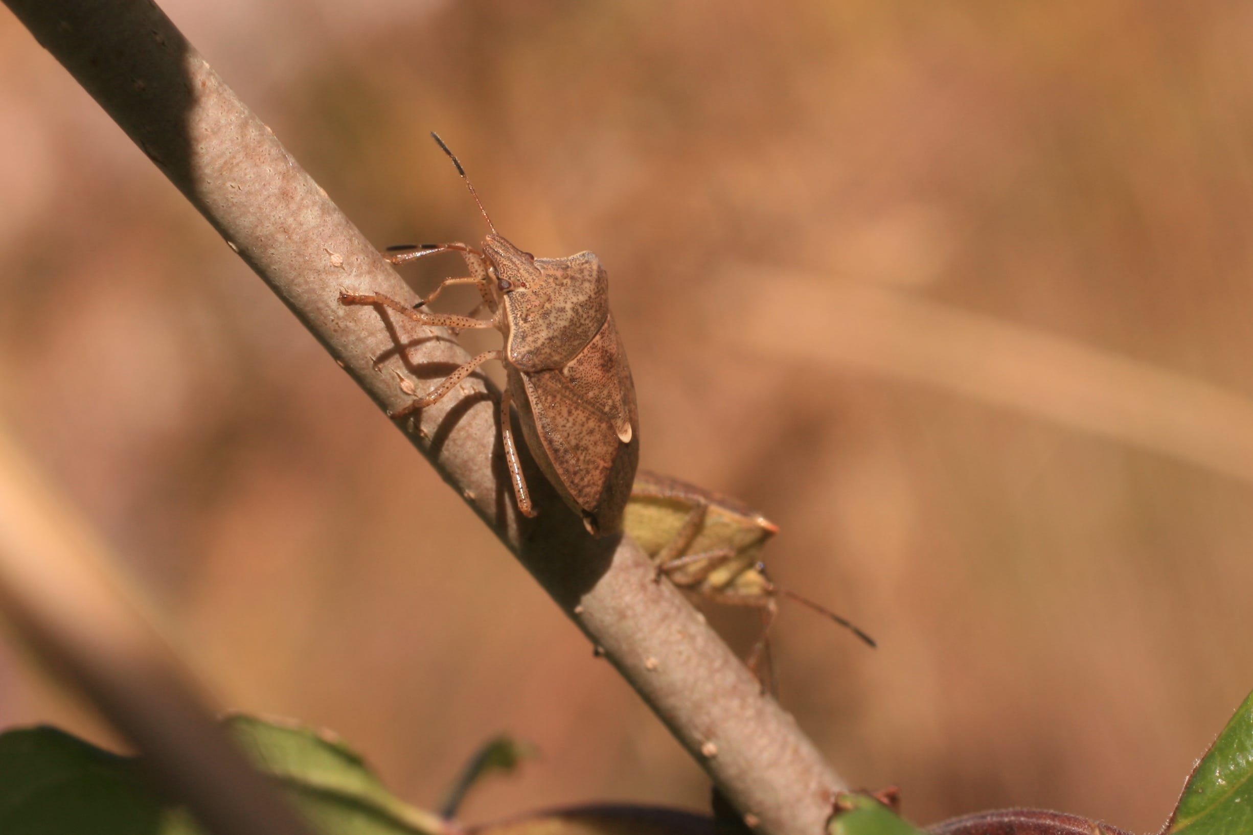 spined soldier bug