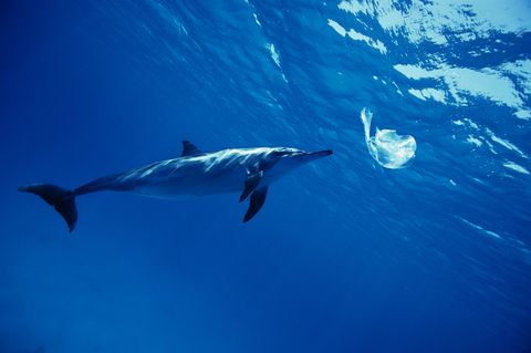 spinner dolphin playing with a plastic bag