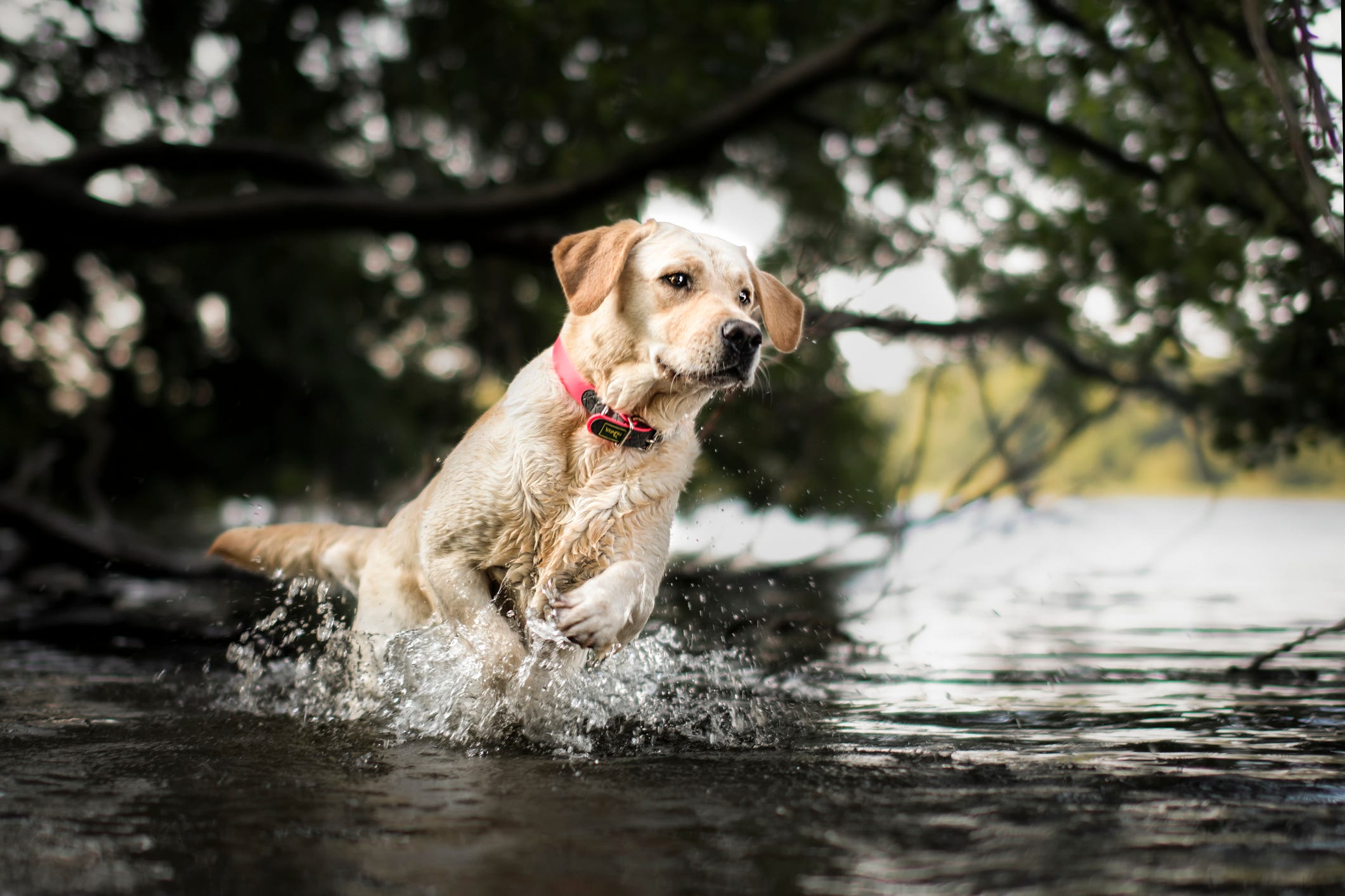 is polyester toxic to dogs