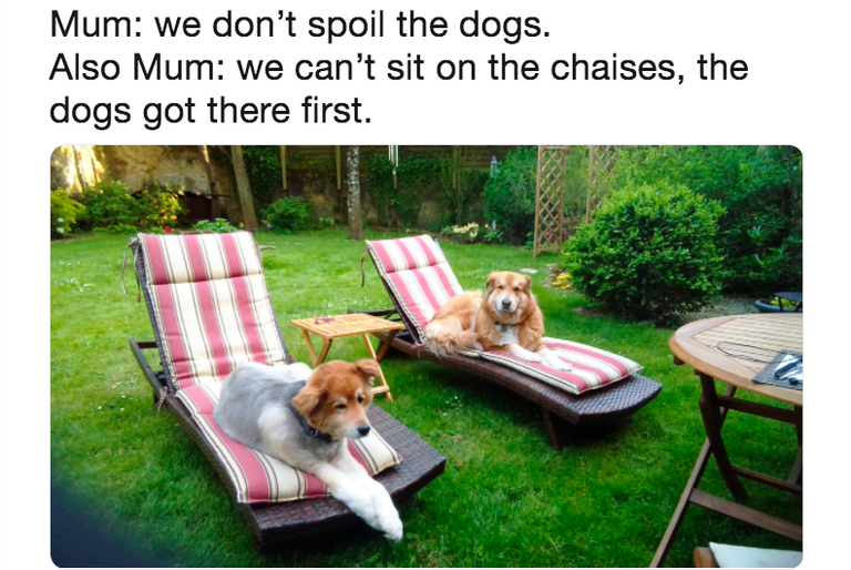 Dogs sitting on chaises