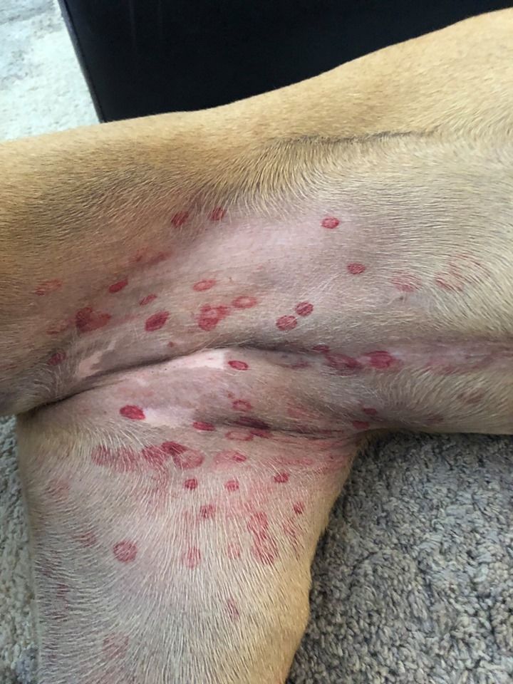 What Red Circle Spots On Your Dog Mean Identifying Black Fly Bites On Dog S Belly