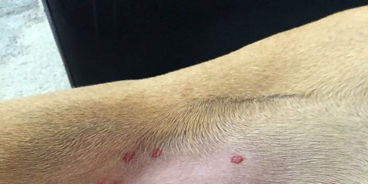 What Red Circle Spots On Your Dog Mean Identifying Black Fly Bites On