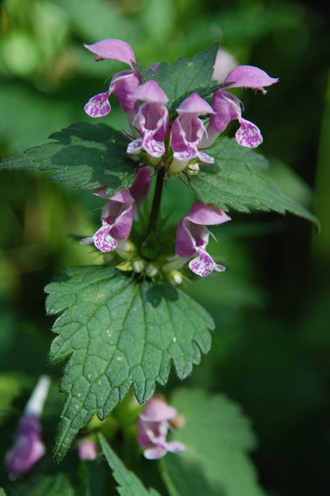 spotted deadnettle