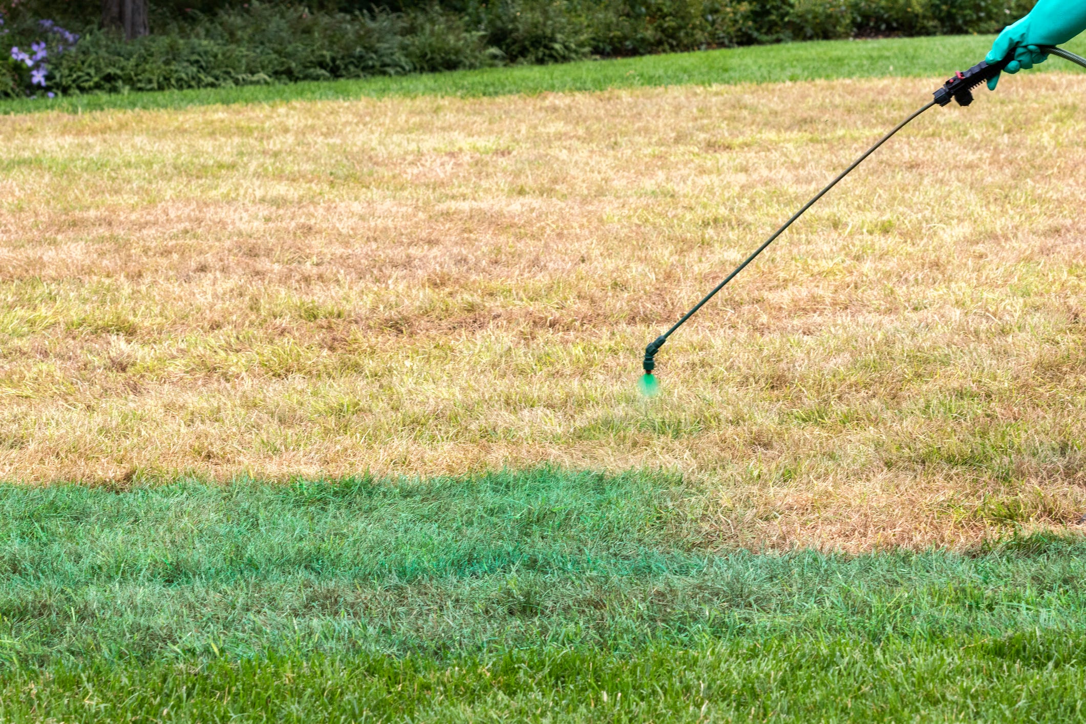 should-you-spray-paint-your-lawn-house-beautiful