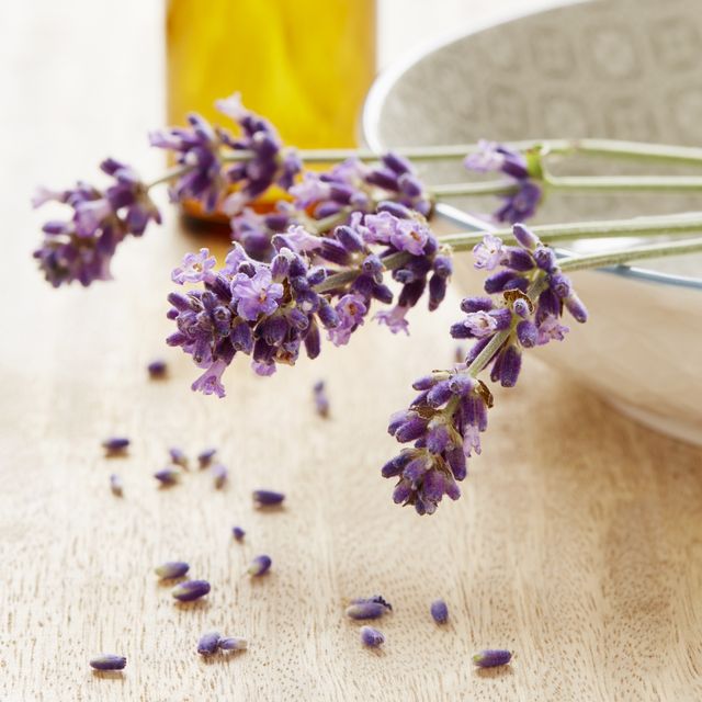 Sprigs of lavender and a little bottle of oil, aromatherapy