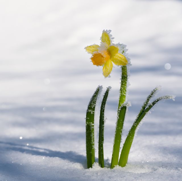 daffodils bloom early thanks to warmest new year on record