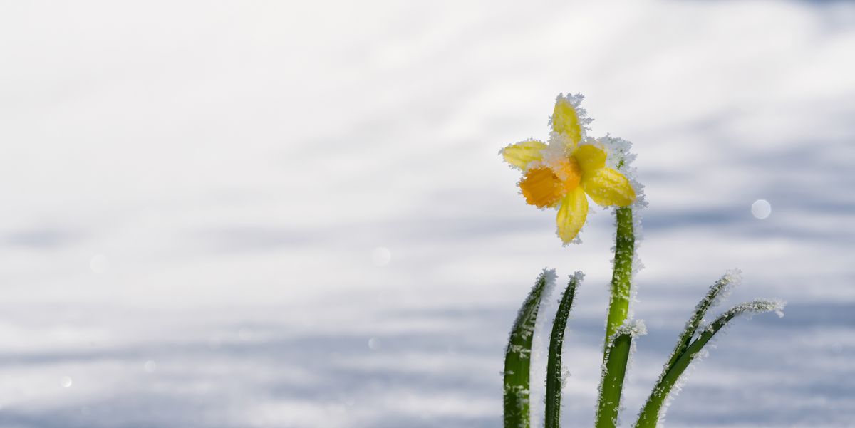 Daffodil Daffodils: How