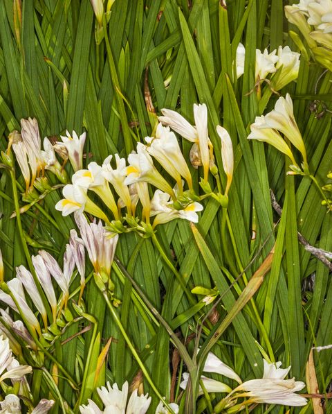 15 Most Fragrant Outdoor Flowers Best, Fragrant Flowers For Garden