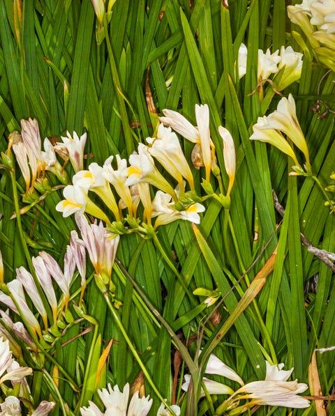 15 Most Fragrant Outdoor Flowers Best Smelling Plants For Garden 15 Most Fragrant Outdoor Flowers Best, Fragrant Flowers For Garden