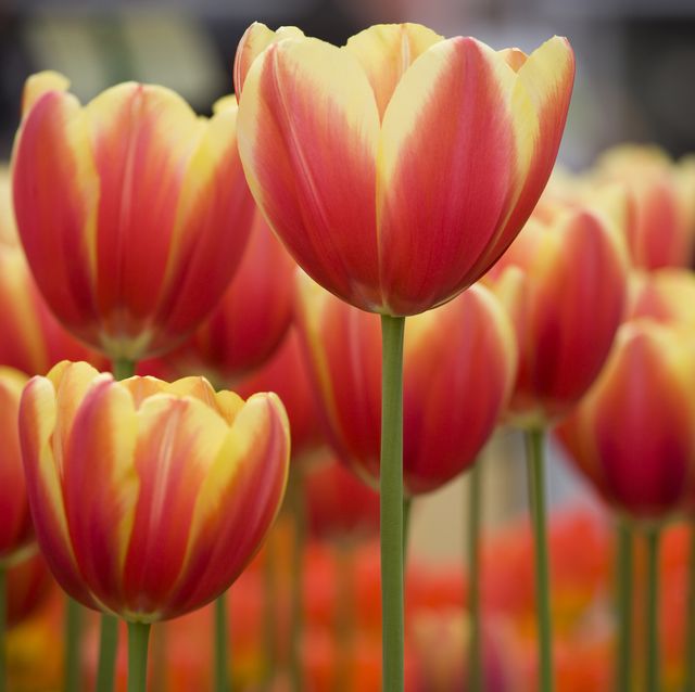 20 Best Spring Flowers Popular Flowers To Plant In Spring