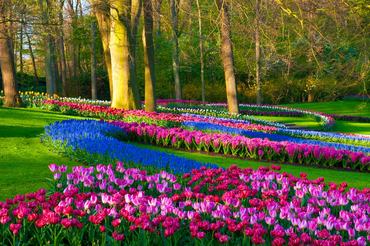 7 ways to experience Amsterdam’s tulips in 2022