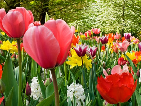 Fall Gardening Timeline Best Time To Plant Spring Flowers Fall Gardening Timeline Best Time To Plant Spring Flowers