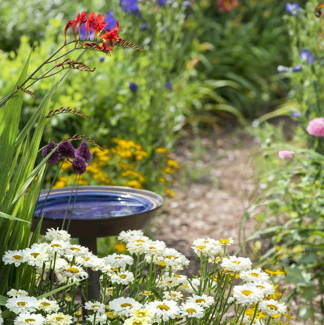 a path leads the viewer through the garden in full bloom passing a blue birdbath a wide variety of flowers and colours are in bloom in the garden
