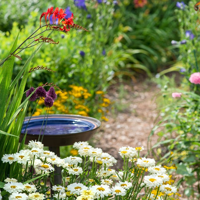 a path leads the viewer through the garden in full bloom passing a blue birdbath a wide variety of flowers and colours are in bloom in the garden