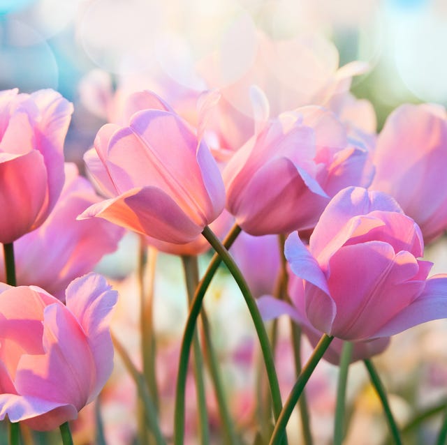 spring-quotes-1551896399.jpg?crop=0.669xw:1.00xh;0.166xw,0&resize=640:*