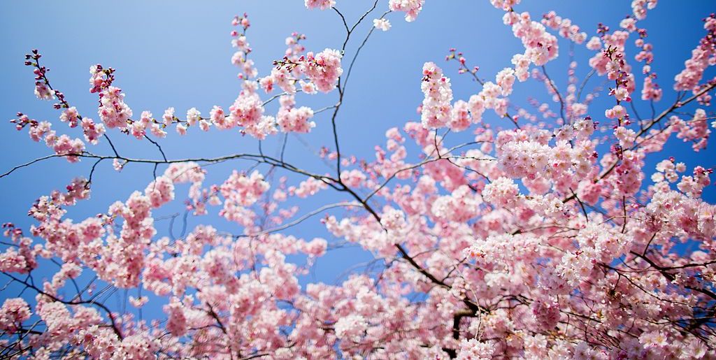 30 Inspirational Spring Quotes - Quotes for Welcoming Spring