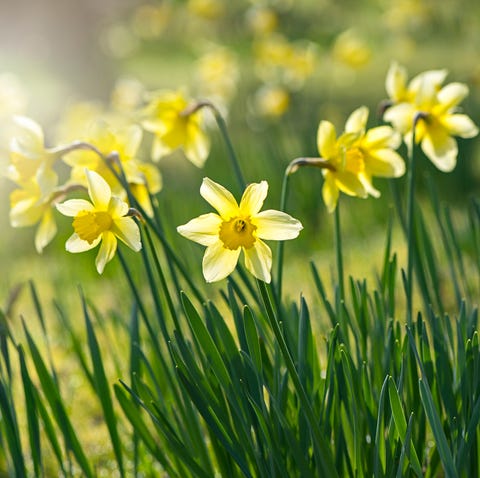 spring yellow daffodils   narcissus flowers backlit by hazy sunshine