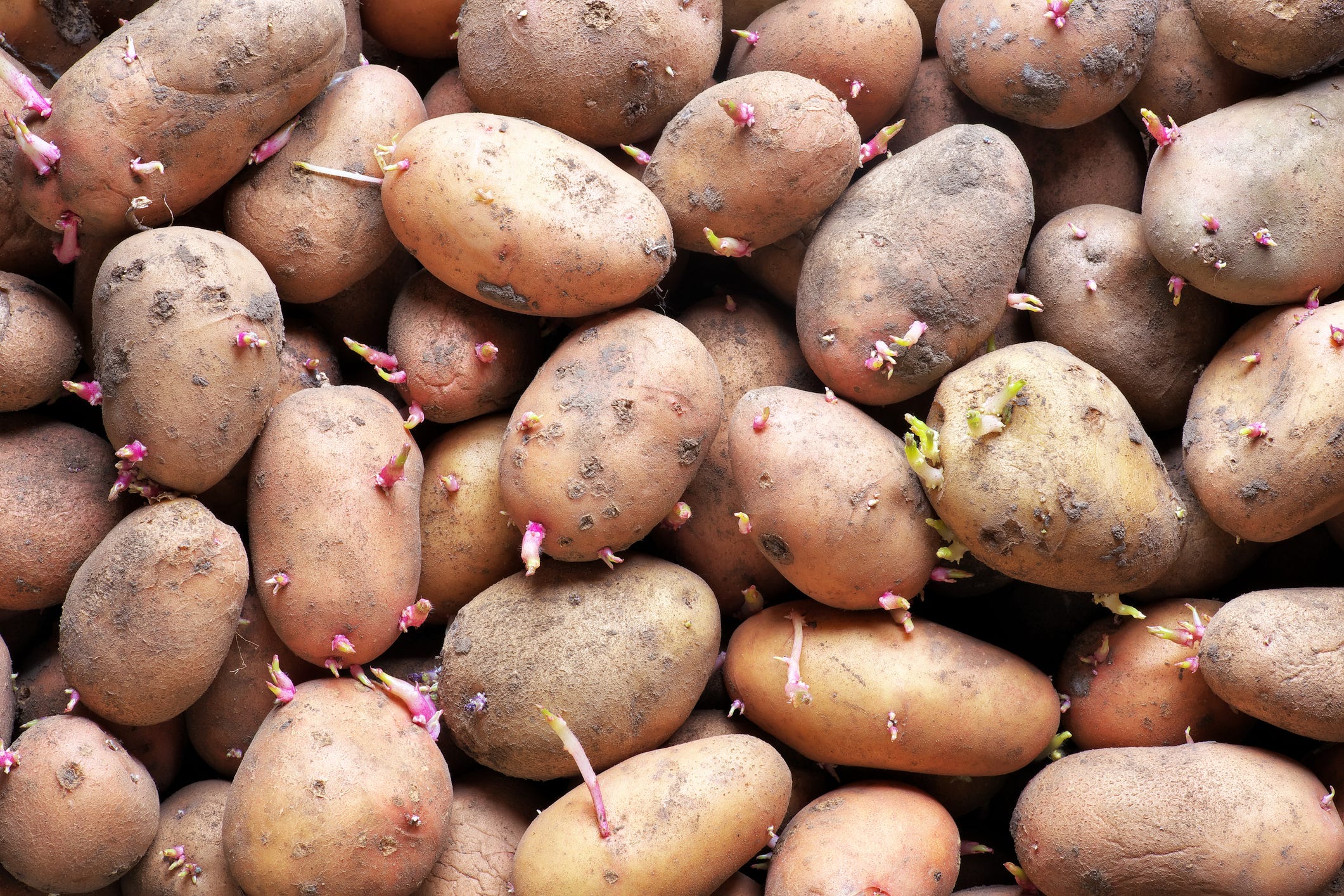 PSA: Potato Sprouts Are Actually Toxic