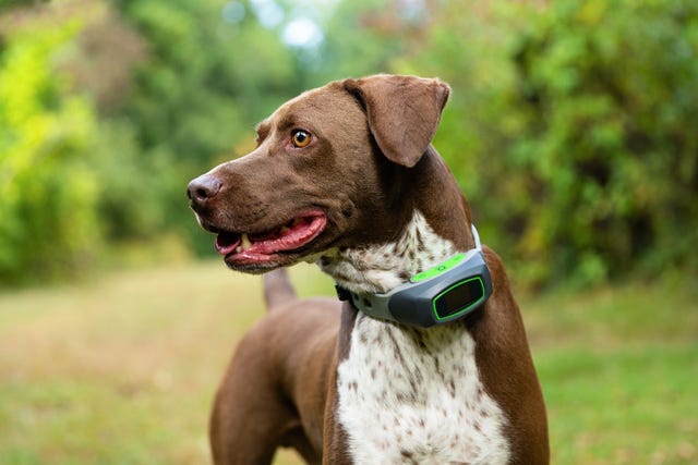 spoton fence collar
