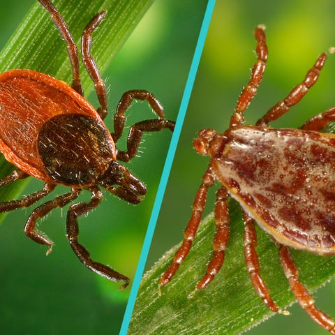 Deer Tick vs. Wood Tick - How to Identify and Tell the Difference