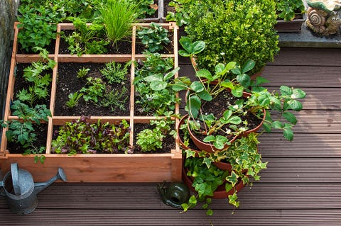 herbs