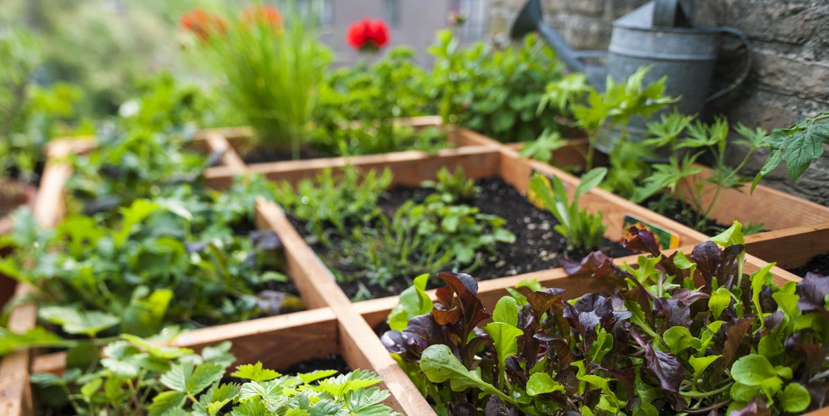 Kvadratisk mat trädgårdsarbete upphöjd bädd trädgård planteringsplaner