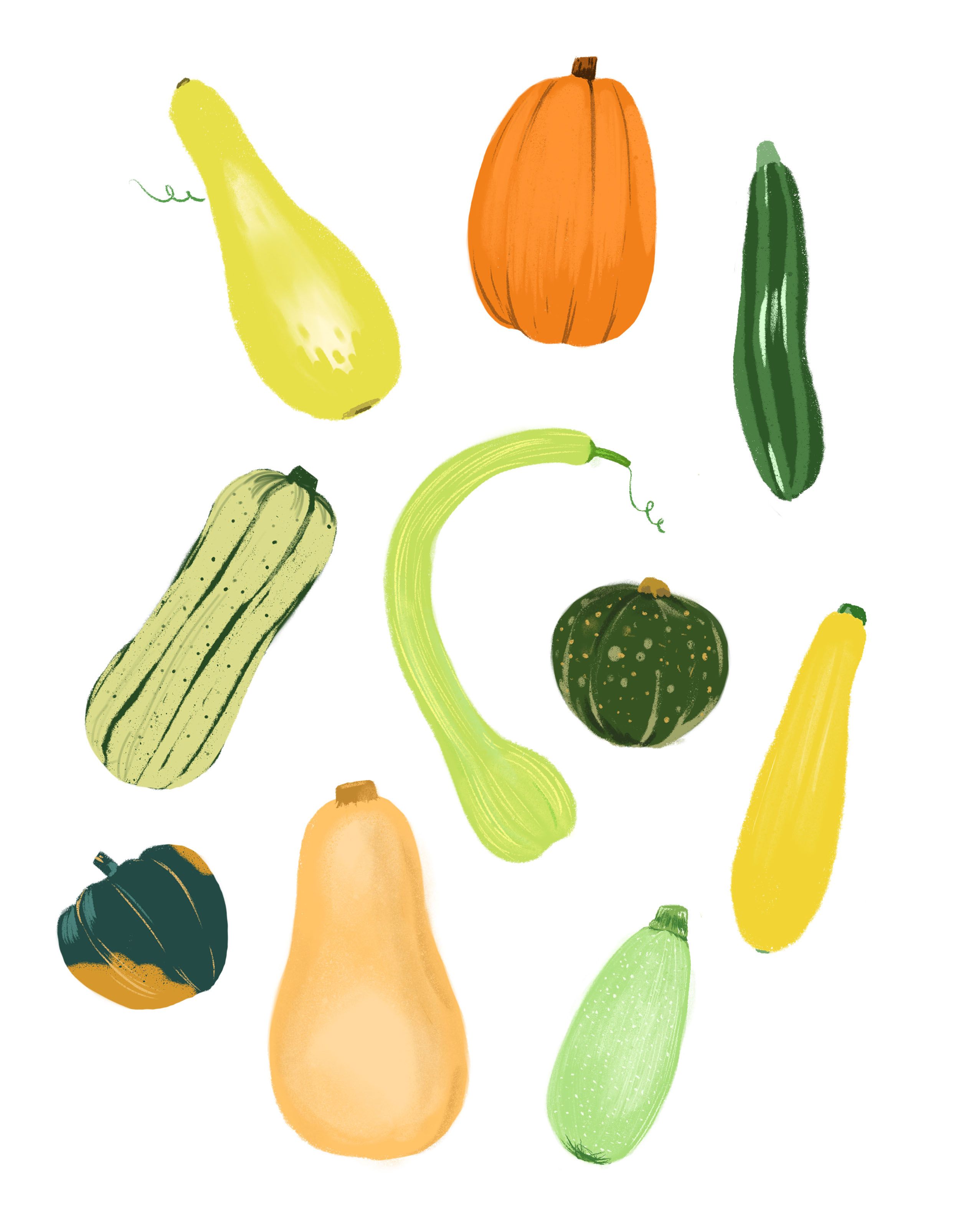 Wild Squash Vegetable