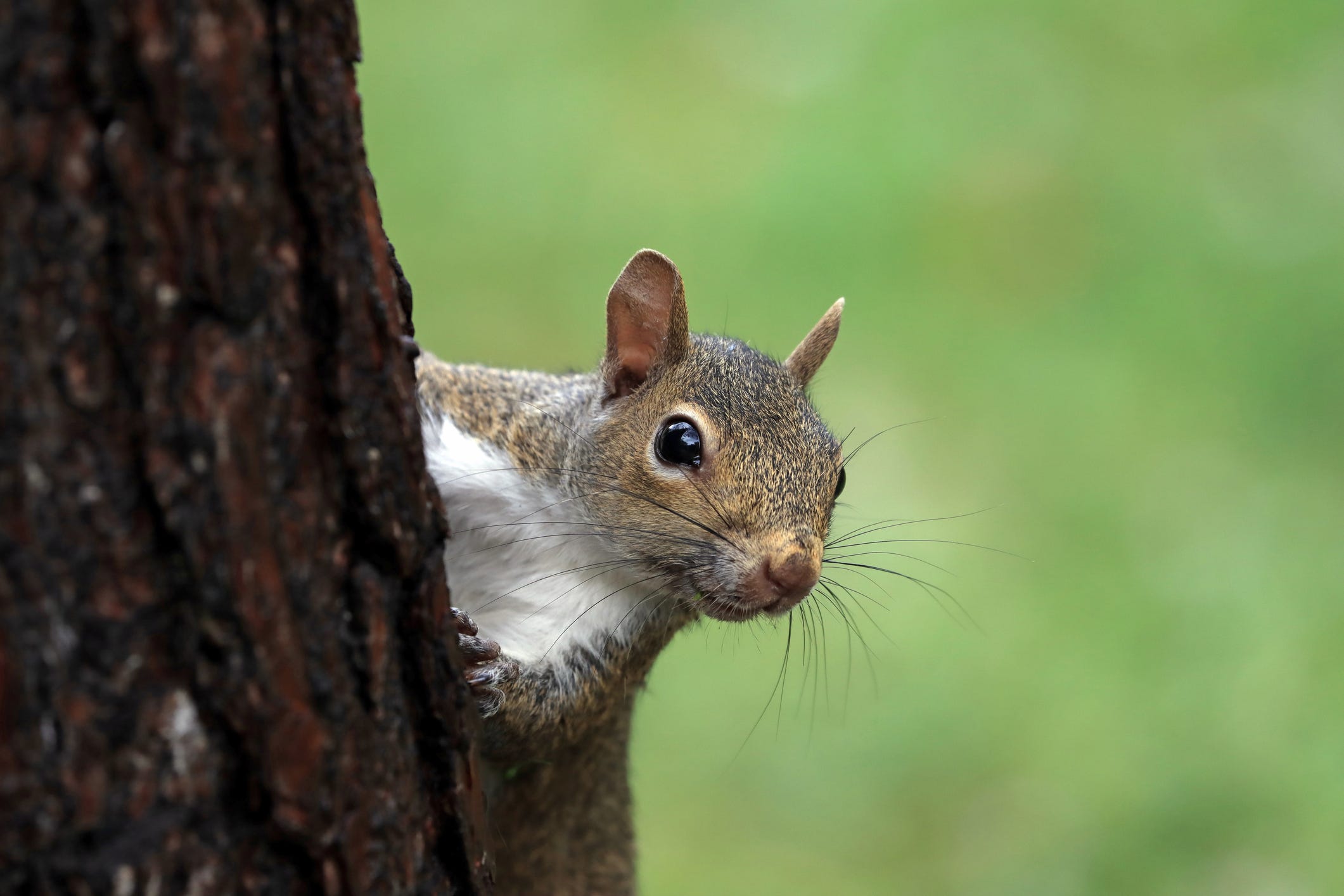 Are the Squirrels Treating Your Bird Feeders Like a Buffet? One of These Feeders Will Help