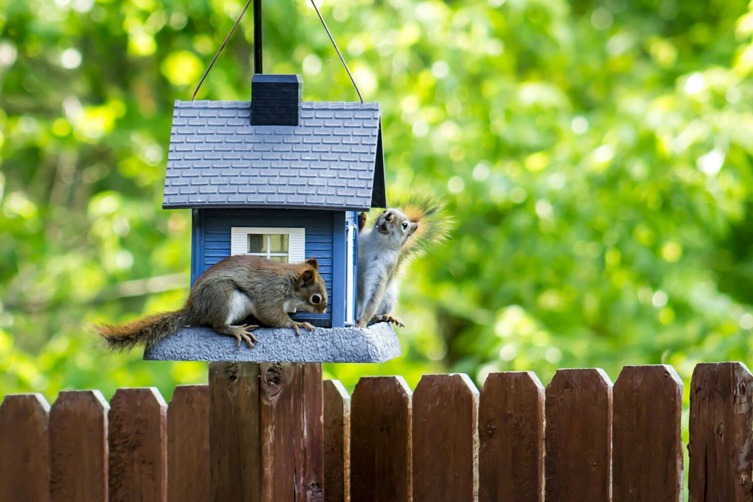 parrot and squirrel feed on