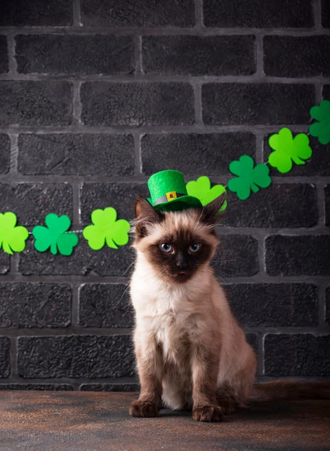 cat in green leprechaun hat st patricks day background