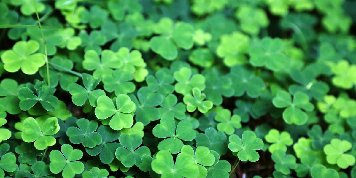 24 St. Patrick's Day Quotes - Best Irish Sayings for St. Paddy's Day