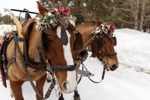 decoration horses for wedding, engadin st moritz