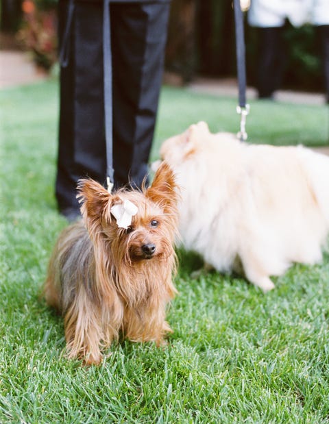 les chiots du couple