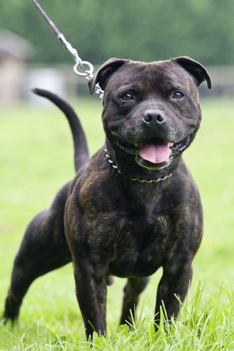 staffordshire bull terrier - best guard dogs