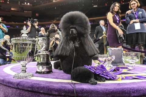 Westminster Kennel Club Hosts Annual Dog Show In New York