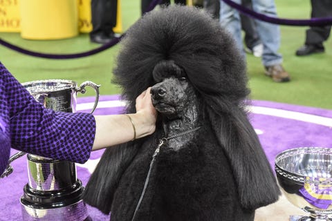 Westminster Kennel Club Hosts Annual Dog Show In New York