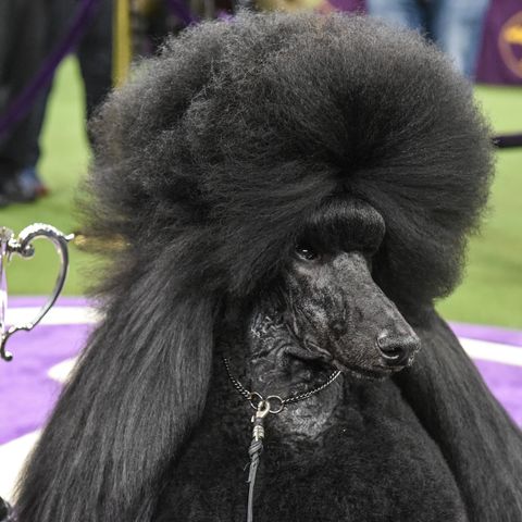Westminster Dog Show: Yerington pug named best in breed